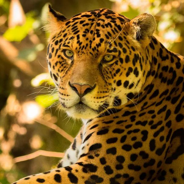 Tours en Manu desde Costa Rica