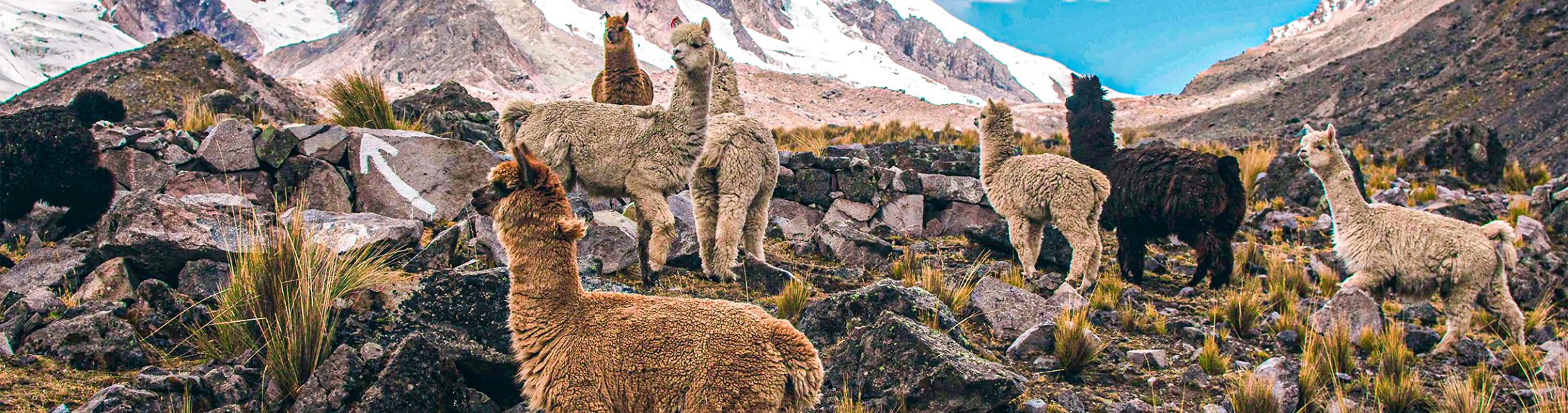 Machu Picchu 4D3N Viajero (Cultural Aventura Tendencia) desde Costa Rica